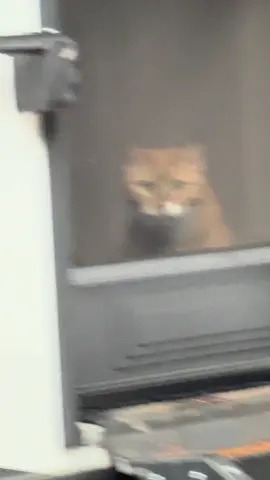 Nala said let me OUT and Nero said girl shut up 😭😂  Nala dijo déjame salir y Nero le dijo niña cállate 😭😂 #NalaandNero #FYP #Cat #Siblings #Funny