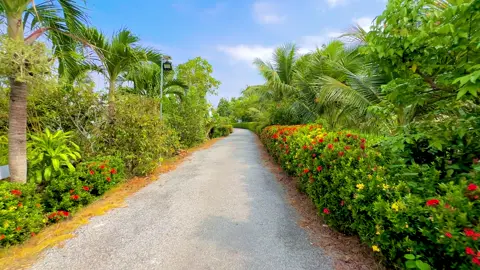 đi về quê#xuhuong #baclieu #chill #tết2026🌸🌸🧧🎆🎇 #tet2026 