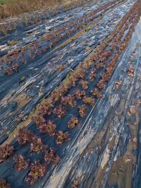 #laodongphothong #laođộnghànquốc