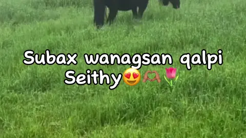 Udir😭🌷#jawi_bila🌊❤️🌴#jawiga_jawiyada_eryaday🌴❤️#mohamed💦 