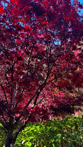 Bahkan saat semua sudah terencana , tetaplah takdir yang menentukan akhirnya 🥀