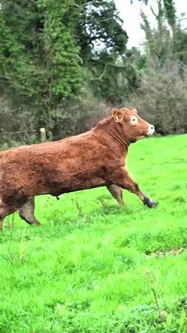 #sapiviral_fyp #sapiluarnegeri #sapilimosinsuper #calonindukansuper #fyp 