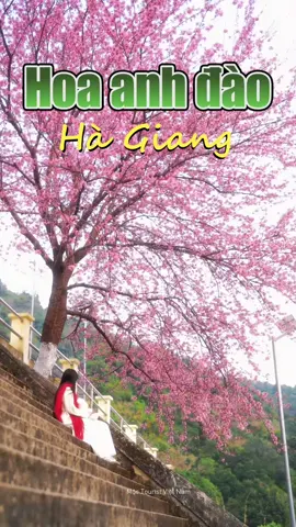 Đẳng cấp nằm ở lựa chọn đúng thời điểm. Mùa hoa anh đào sáp nở.  Mộc Tourist Việt Nam sẵn sàng dẫn bạn đến những góc đẹp nhất của Hà Giang.– hãy để chúng tôi đưa bạn đến khoảnh khắc đẹp nhất năm.#moctouristvietnam #HàGiang #viralvideo 