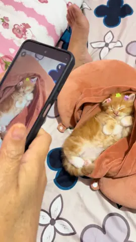 foto maternity cimba😂#kucinglucu #kucing #kucingoren 