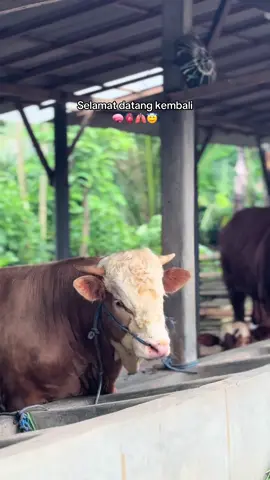 Bismillah 😇#KBBM#LKJ#masiyun#oscarfarm#fakesituation⚠️ 