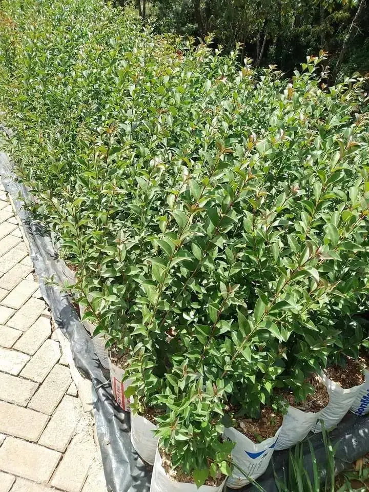 choose the type you want and DM so that we can deliver and plant for you. #lawncare #gardendesignlandscaping #KenyaLandscaping #landscapingcompany #landscaping 