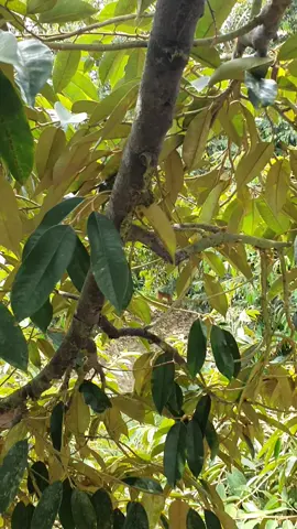 cộng paclo 400cc chung với bộ tạo mần paclo chỉ một lần ,mà mắt cua bông cũng được nè các bạn .Nguyễn Hùng Chào các bạn hiền!