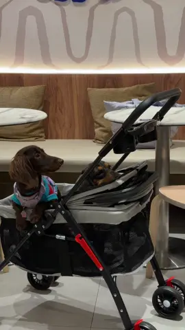 #affordablepetstroller #petstroller #strollerforpets #detachablepetstroller #pet 