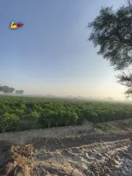 We are all Agree ❤️‍🔥🚩😁 #forming🌾 #کسان #foryoupage #foryoupage 