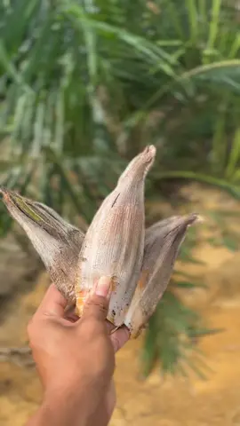 sudah mulai gacor🔥#ppksyangambi #fyp #petanisawit #fypシ゚viral #xyzcba 