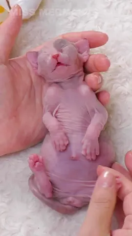 The Sound of Happiness Is a Chubby Purr❤️ #missmermaid #missmermaidcat #sphynx #sphynxcat #sphynxlovers #sphynxbaby #sphynxoftiktok #sphynxcats #sphynxkitten #cat #catsoftiktok #cats #catlover #cute #animals #pet #kitten #cfacatshow #tiktok