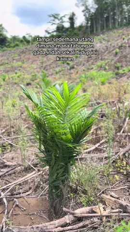 menyala🔥#fyp #tbmsawitbelummenghasilkan 