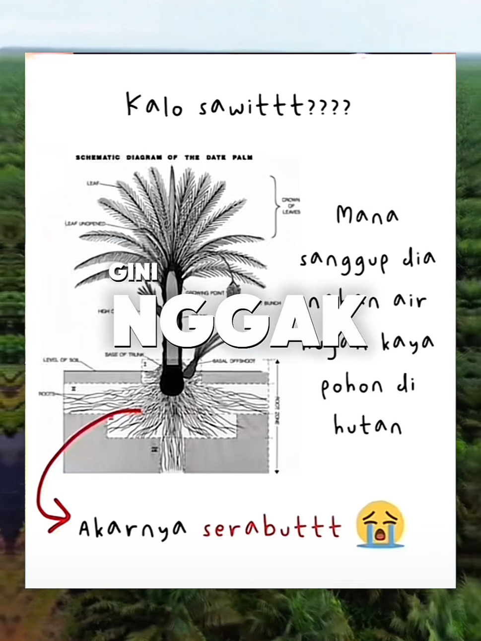 Sawit itu bukan hutan. Akar sawit dangkal dan monokultur, sedangkan hutan punya akar dalam, tanah kuat, dan ekosistem lengkap yang nahan air saat hujan besar. Kalau hutan diganti sawit, alam kehilangan pelindungnya—dan banjir jadi lebih mudah terjadi. Faktanya sederhana: hutan menyerap, sawit mengalirkan. #sawitbukanhutan #lingkunganindonesia #deforestasi #banjirsumut #edukasilingkungan 