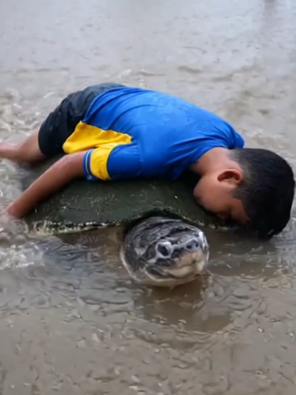 seekor kura-kura menyelamatkan anak yang hanyut d bawah banjir #creatorsearchinsights #banjirbandang 