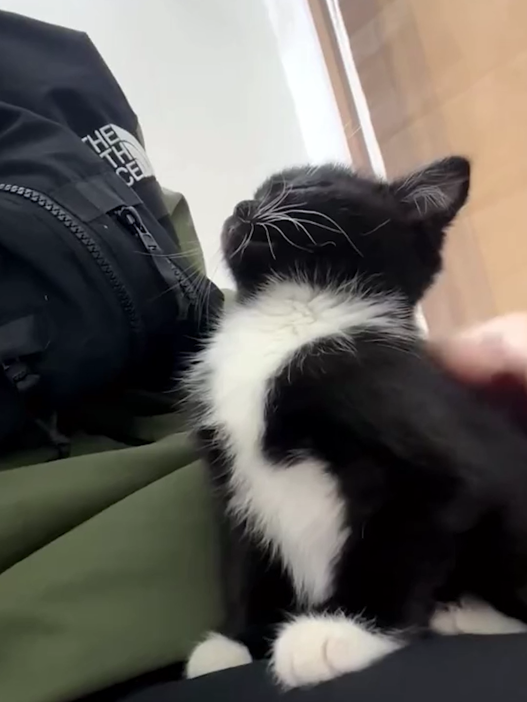 #cat #catsoftiktok #animal #PetsOfTikTok