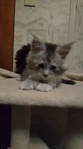 Which team are you on, team solid or team tabby?? #catsofinstagram #mainecoon #hdcoonzcattery #mainecoonsofinstagram #mainecoonkitten 