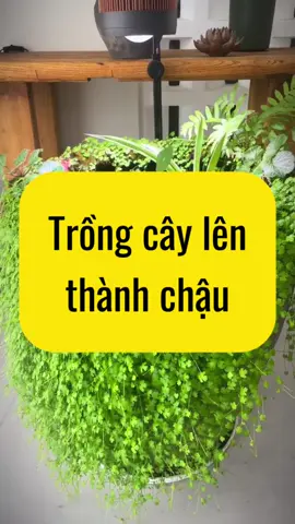 Tạo vẻ đẹp hoàn hảo hơn cho chiếc chậu thuỷ sinh cá cảnh #nghienthungxop #xuhuong #thuysinh 
