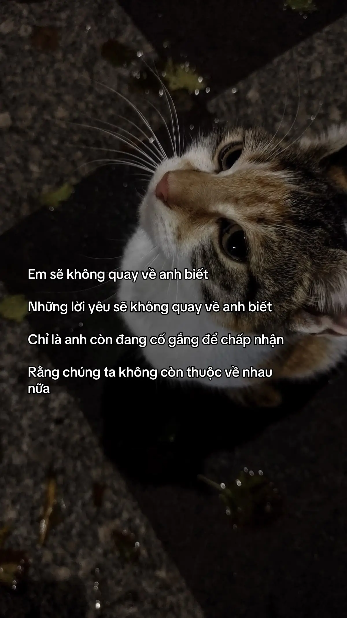 Đường chân trời #buitruonglinh 