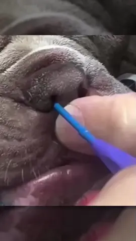 Nasal Rescue For Struggling Dogs 🐶✨