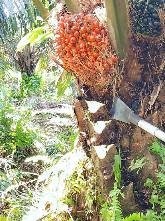 panen sawit pokok pendek lagi kita gaes😁 #panen#sawit#kulisawit#kulisawitindonesia #fypシ #fyp 