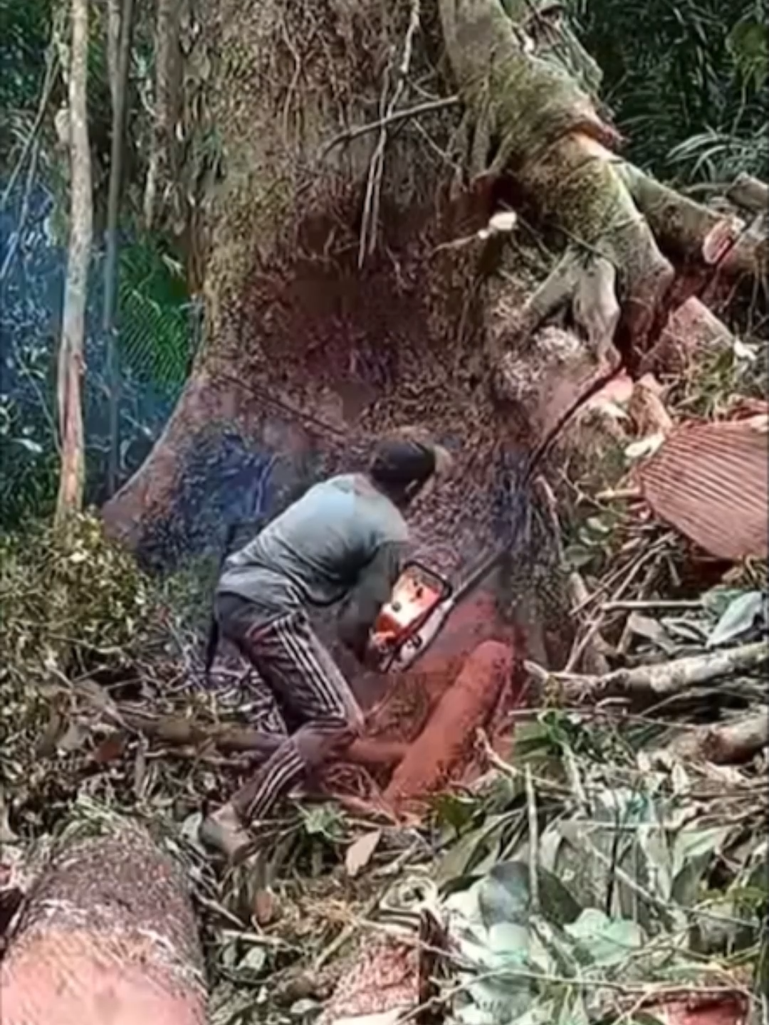 เพิลอยากได้เลื่อยใหม่ดอกหวา