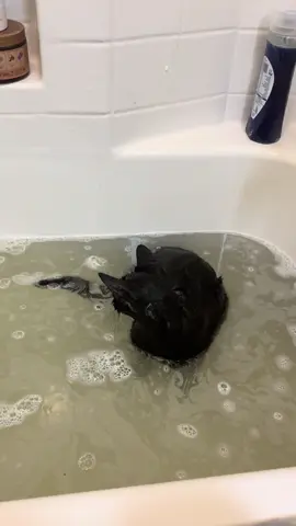 obi enjoying the bath? #catsoftiktok #kitten #fyp 