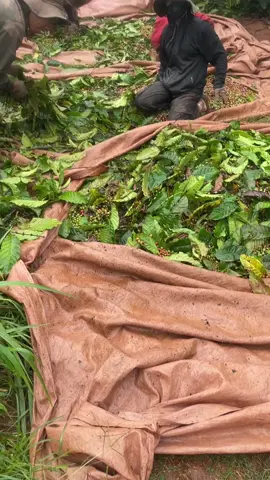 mưa về thôii#fvp #đaklak 