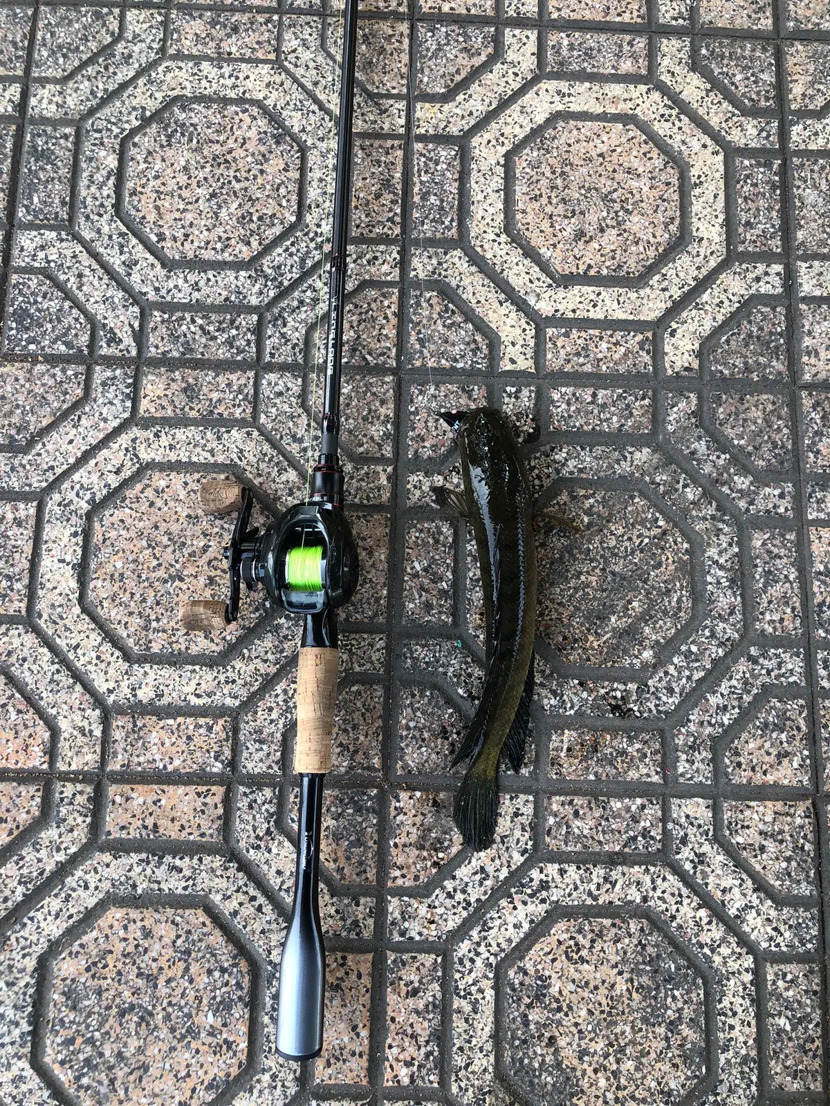 Mới sáng sớm😑#lurefishing #caucagiaitri #caulure #xuhuong 