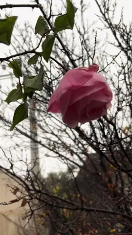 يالله بغيث يشرح الصدر ويجلي الهم  … الله يسعد صباحكم 