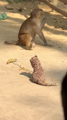 #😂😂😂 #supriyak1🇳🇵 #monkey 