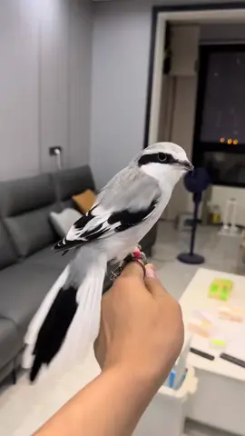 pesona cendet abu abu gagah#fyp #kicaumania #burung #cendetmaniaindonesia 