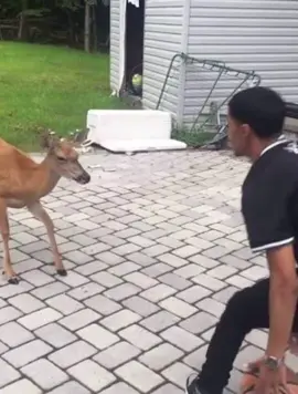 🦌🏀 #deer #basketball #dearbasketball 