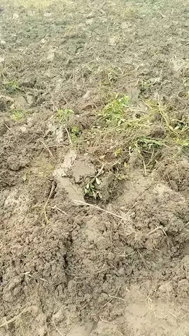 buka lahan penaburan bibit padi