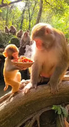 Monkey vibes all day! #MonkeyVibes #FunnyMonkey #CuteMonkey #MonkeyVideo #FunnyAnimals 