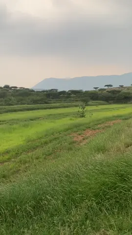 الشيخ عصام حمود.   اللهم اجعل القران  ربيع قلوبنا.  