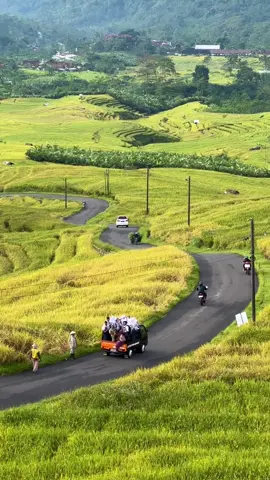 Banjarnegara rasa Ubud, ndang kesini selak panen #kalibombong #kalibening #banjarnegara 