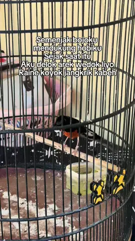 #muraibatuindonesia #fyp #kicaumania #CapCut 