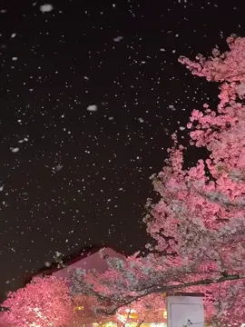 分享欲真的无所能及 我想把所有看到的新鲜事物都分享给你#治愈风景 #转场 