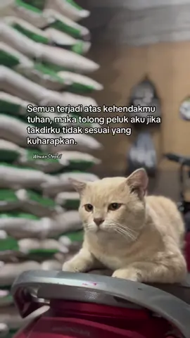 #storyanakbugis🔰 #storybugis #lagubugis 