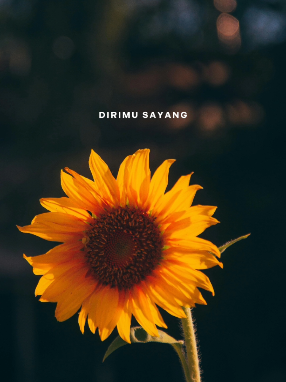 Disaat aku tersakiti #CapCut #fyp #capcutpioneer #pioneertemplate #lirik 