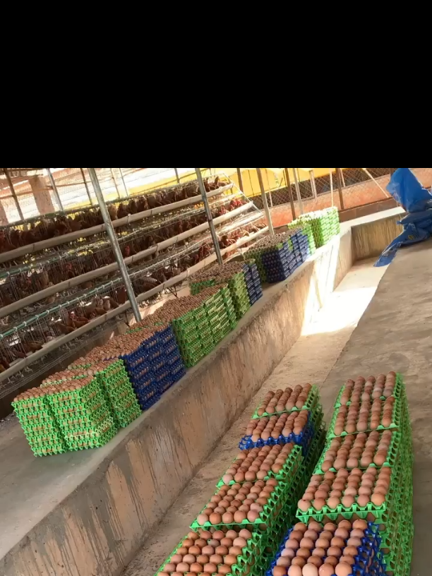 PROMOTION! PROMOTION!! P&M POULTRY FARM 0257738595  ☎️☎️0257738595📞0257738595  ☎️☎️0257738595 Good News  Everyone  Fresh Farm Eggs Laid Daily Available For Sale In Stock At P&M POULTRY FARM 1. Small - GHc33 2. Medium - Ghc37 3. ⁠Large-   Ghc40 3. Jumbo - Ghc42 4.Double Yolk - Ghc45 Our Prices Are Very Unbeatable In The Market, Get In Touch For A Good Deal.  Don't Worry About Your Location Because We Do Free Delivery Nation Wide. Note: Minimum Is 150 Crates  Kindly Call  0257738595                      0257738595                         OR Whatsapp 0257738595                     0257738595 P&M POULTRY FARM For Your Fresh Eggs  Thank you. 📲0257738595 📲0257738595 #eggs#fyp#poultryfarms#market#goviral 
