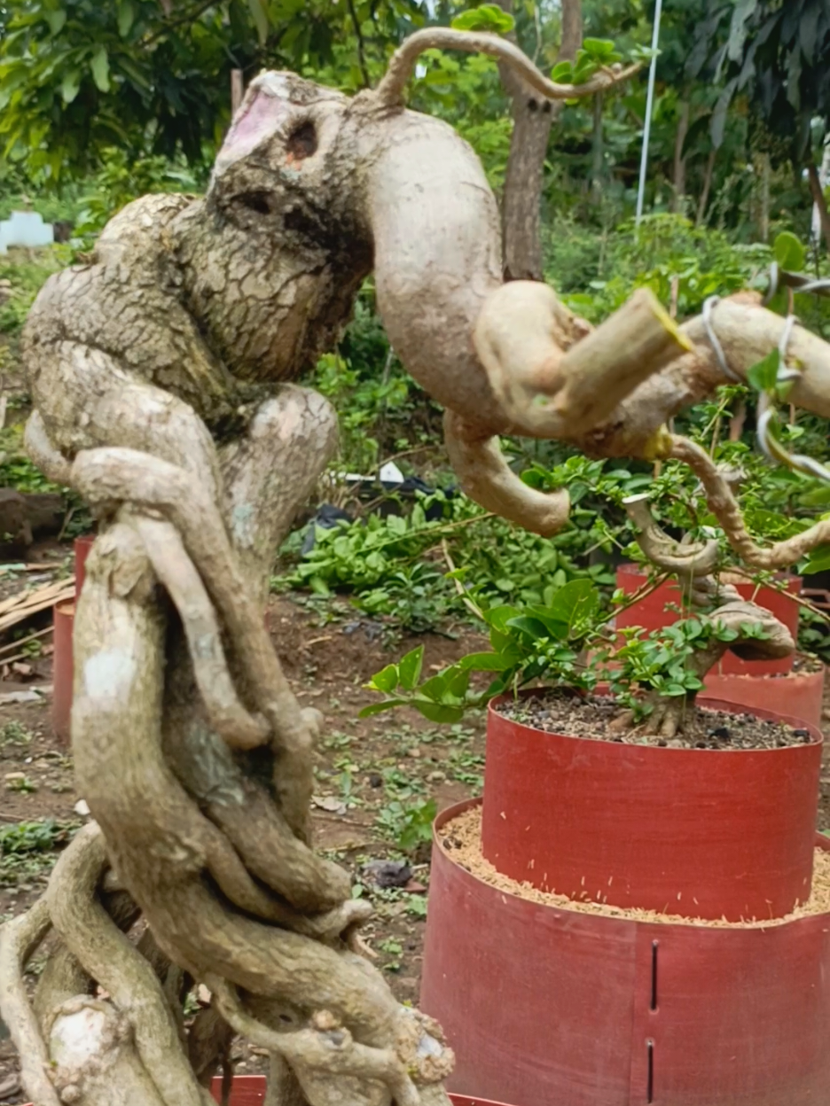 Sancang Meliukmu Ready Gan ...  #sancangmeliuk #bonsaimeliuk #bonsaisancang  #bahansancang  #aurabonsai 