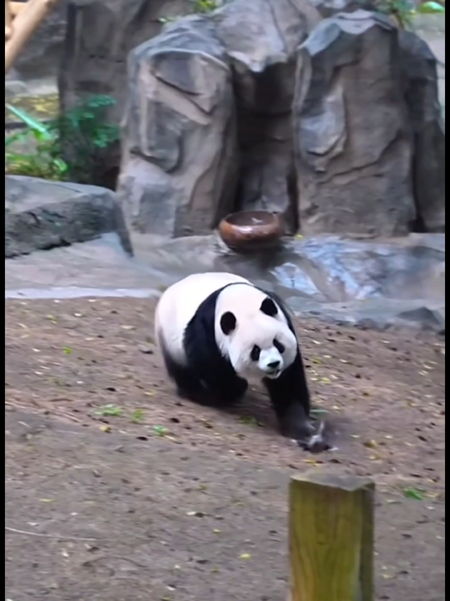 03.12  小鸟🐦溜爱姐活力开满格，把姐累得怀疑熊生！！😂The little bird 🐦 playfully led YuAi on a full-energy chase, tiring her out so much...😂  #大熊猫渝爱 #大熊猫 #YuAi #panda #creatorsearchinsights 