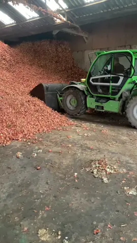 les oignons à l’XtremFarm !! #tracteur #agriculture #pourtoiii #farmlife #merlo 