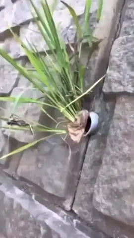 Jangan di tarikkk😫#CapCut#masukberandafy #pyfツ #berandatiktok #fffffffffffyyyyyyyyyyypppppppppppp 