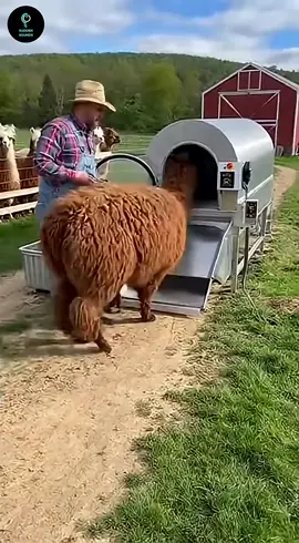 #trending #viralvideo #fyp #growmyaccount #foryou 