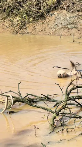 ตัวแค่นี้หาเลี้ยงพ่อแม่😅#หมูหยอง#ชิสุห์#หมาเล็ก 