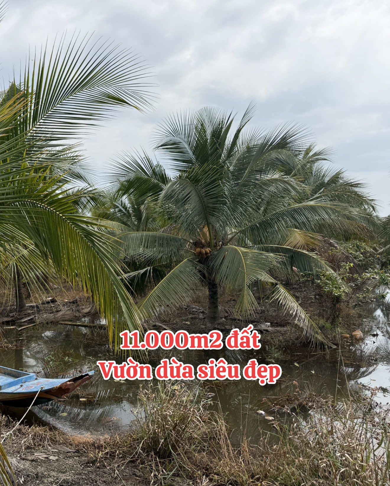 Cần bán DT 11.000m2 đất  Vườn dừa siêu đẹp #batdongsan 