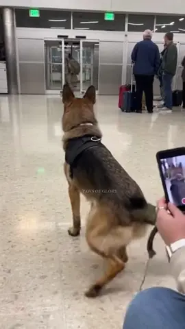 Soldiers Coming Home: Airport Hug ✈️ #soldiers #pawsofglory #family #germanshepherd #airport