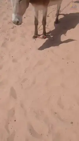 شكلي غلطت في العنوان 😂 #الشعب_الصيني_ماله_حل😂😂 #اكسبلور #تيك_توك 